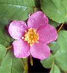 Alberta Rose